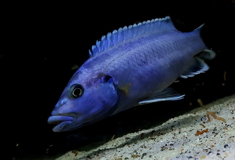 Melanochromis kaskazini